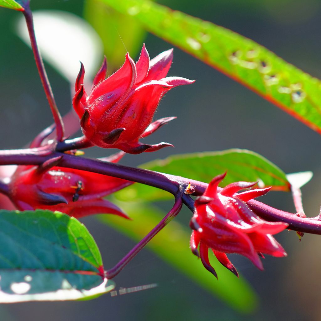 Hibiscus sabdariffa - Guinea Sorrel seeds