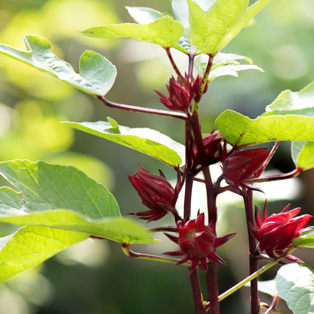 Hibiscus sabdariffa - Guinea Sorrel seeds