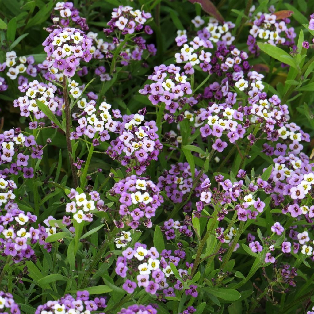 Lobularia maritima Royal Carpet