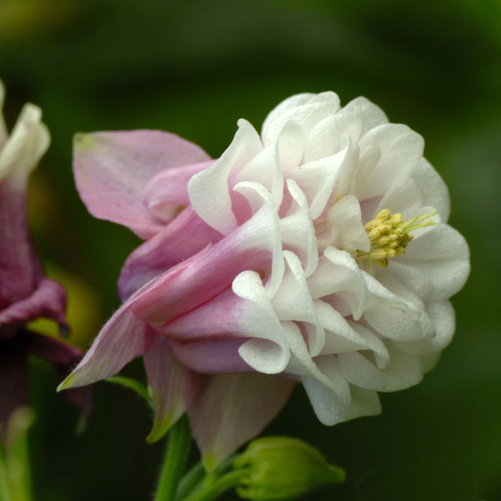 Aquilegia Pink Petticoat - Columbine seeds