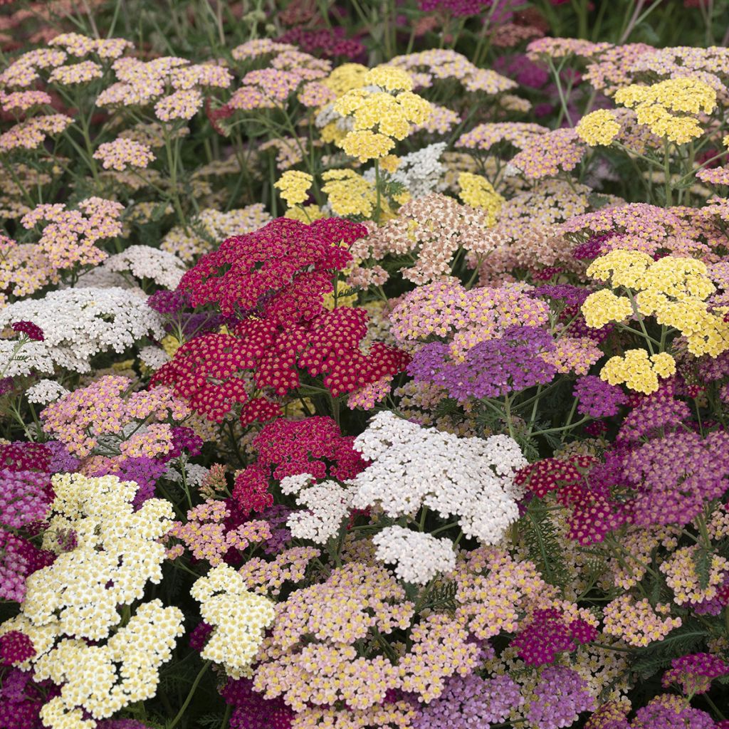 Achillea millefolium Flowerburst Fruitbowl - Yarrow