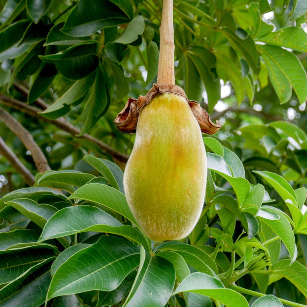 Adansonia digitata - Baobab seeds
