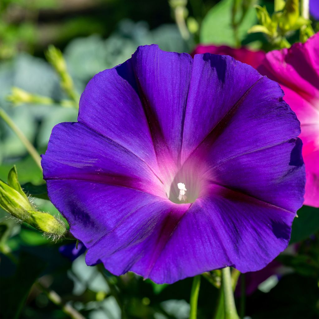 Dwarf Morning Glory Royal Ensign Seeds