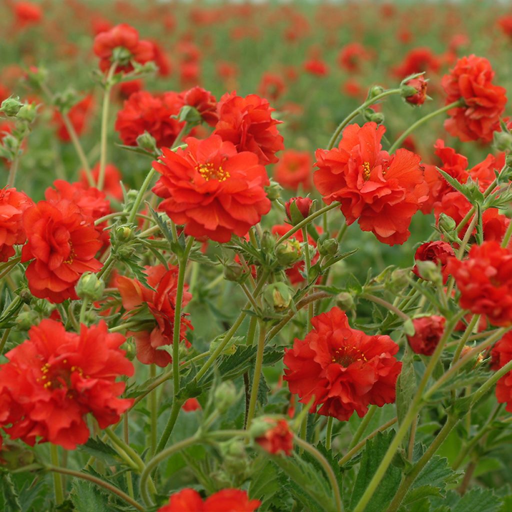 Geum chiloense Red Dragon - Chilean avens seeds