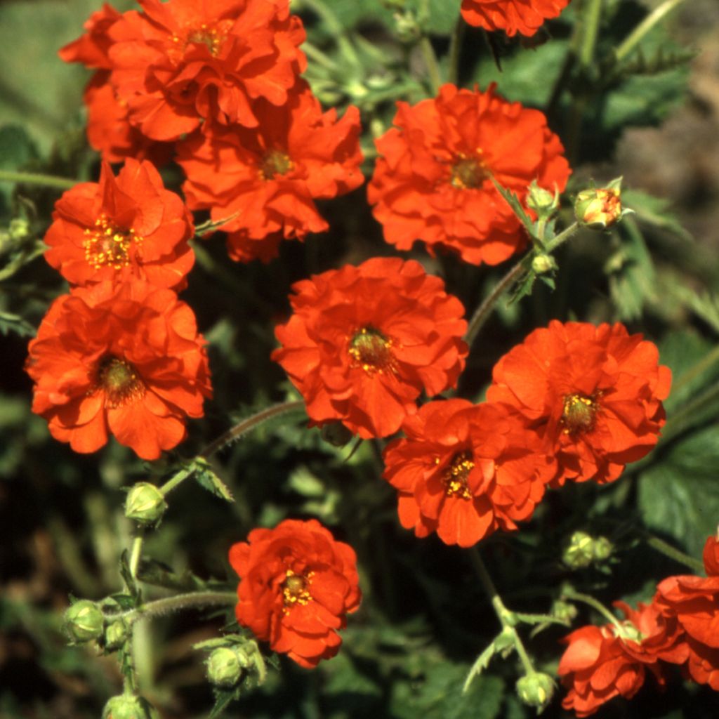 Geum chiloense Red Dragon - Chilean avens seeds