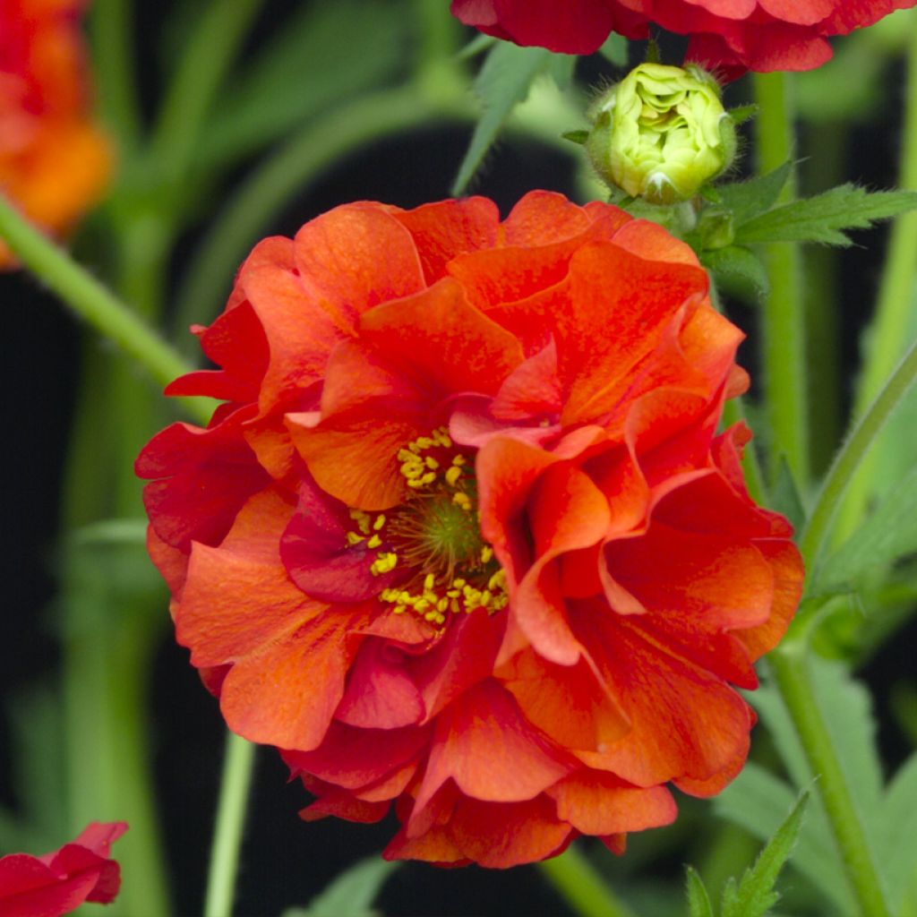 Geum chiloense Red Dragon - Chilean avens seeds