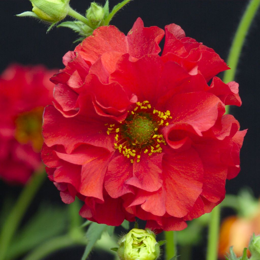 Geum chiloense Red Dragon - Chilean avens seeds