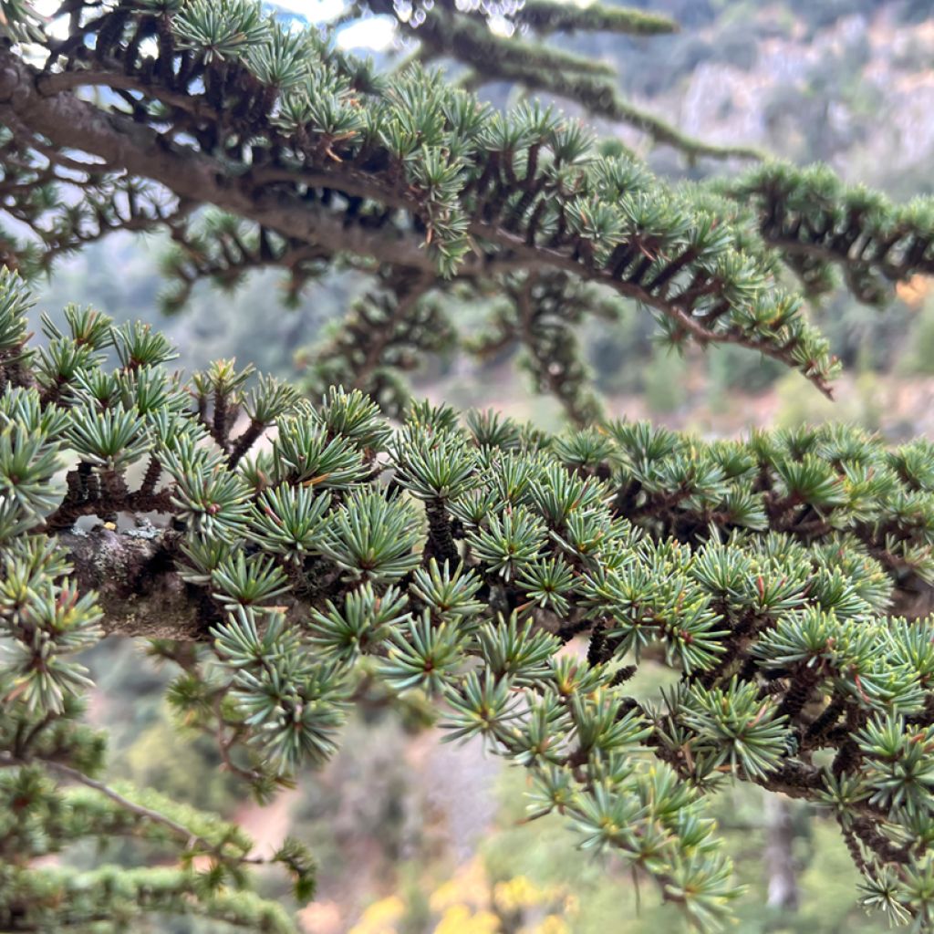 Cedrus atlantica seeds - Atlas cedar
