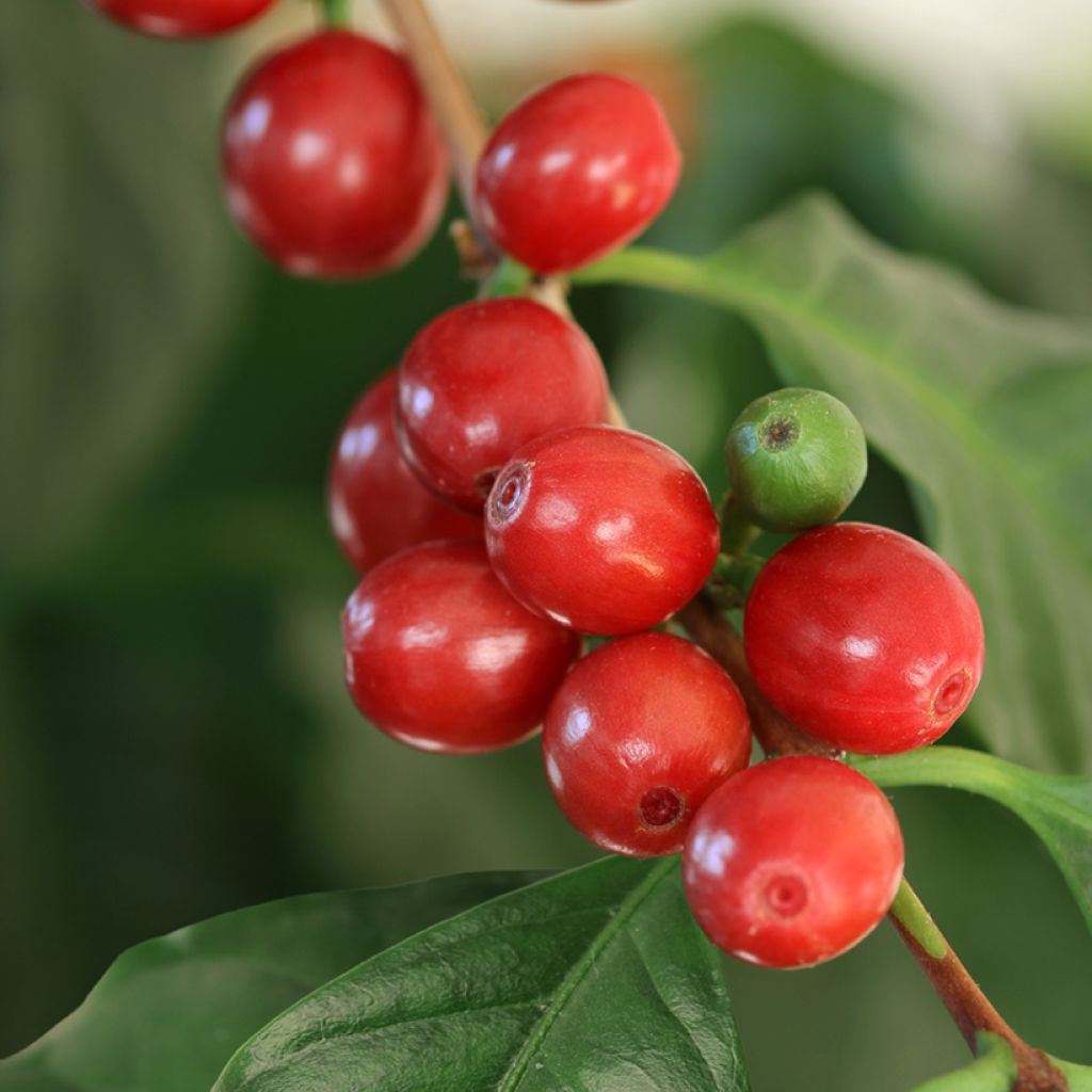 Coffea arabica seeds - Arabian coffee
