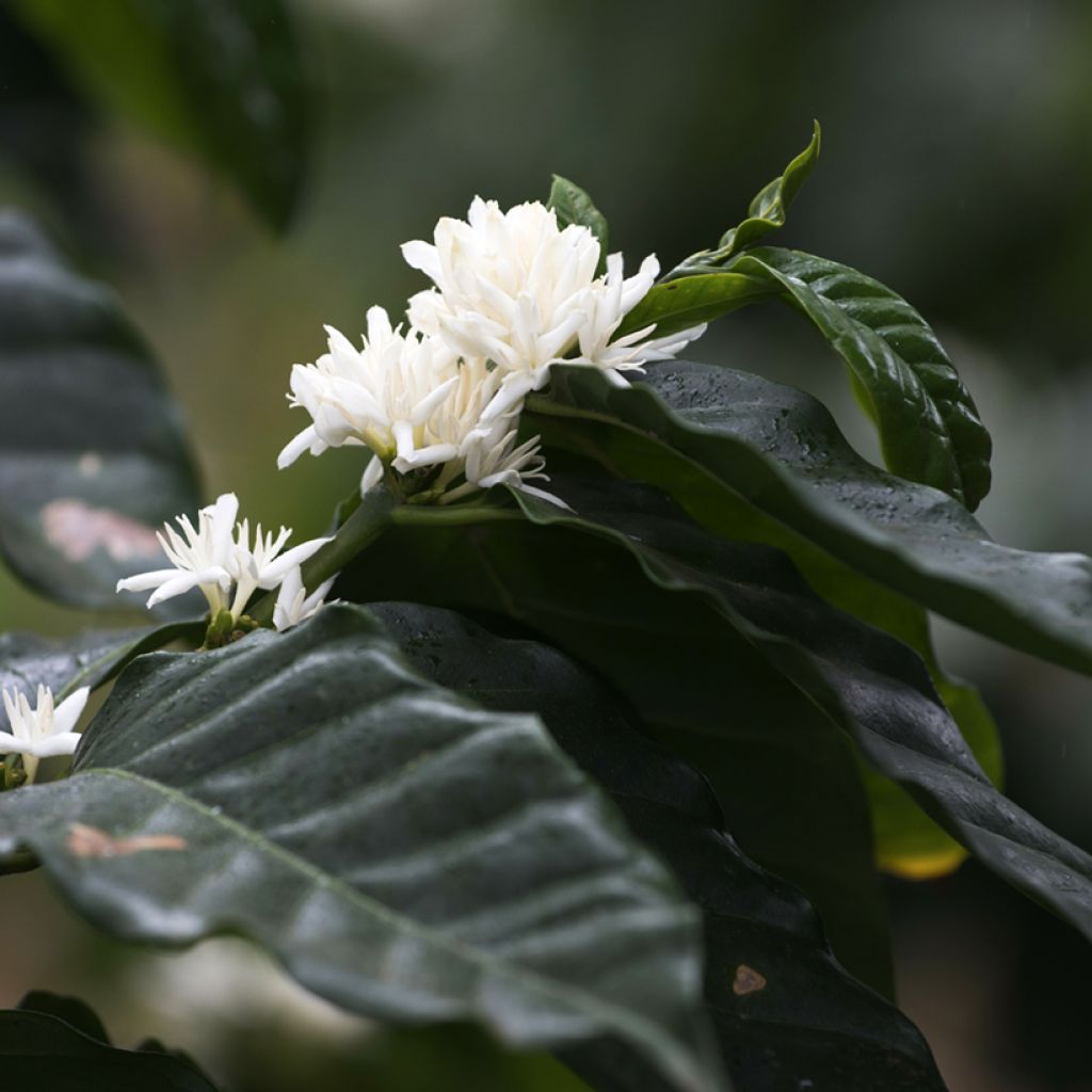 Coffea arabica seeds - Arabian coffee