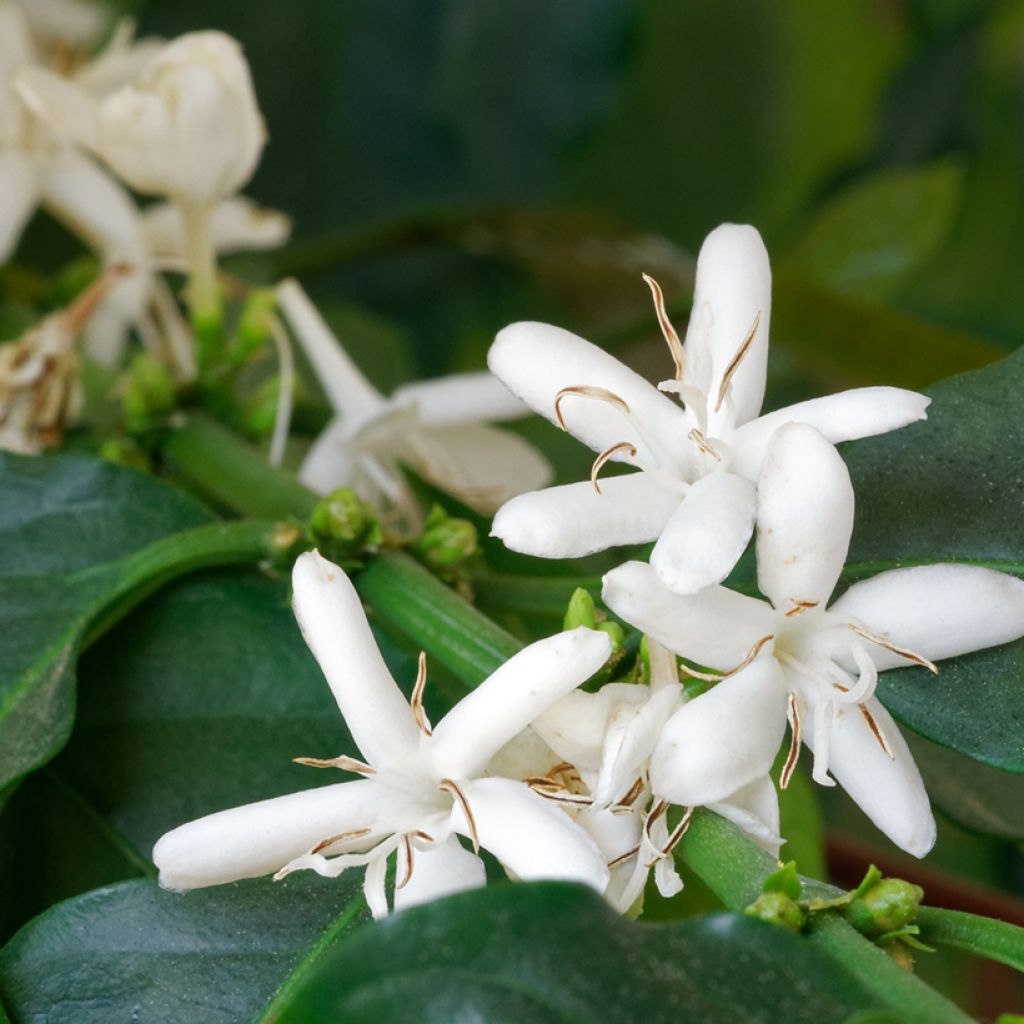 Coffea arabica seeds - Arabian coffee