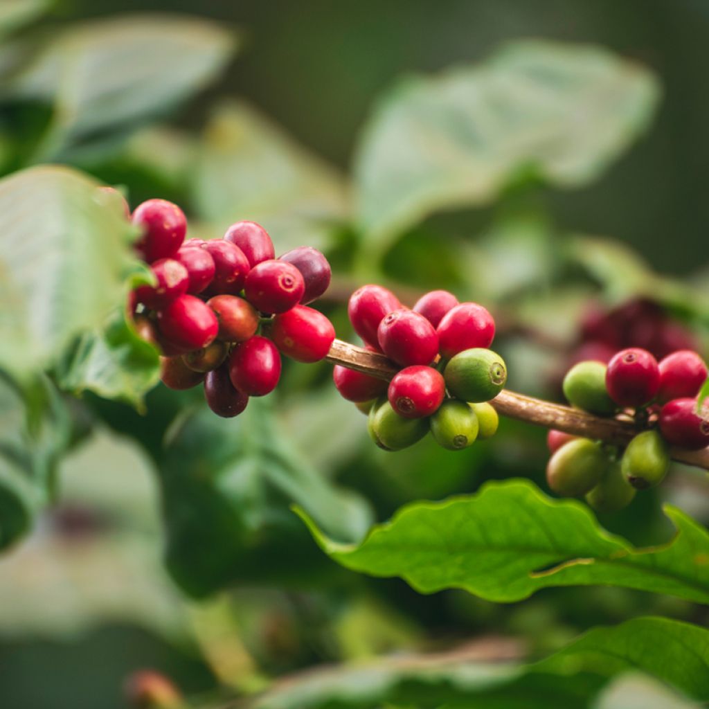 Coffea arabica seeds - Arabian coffee