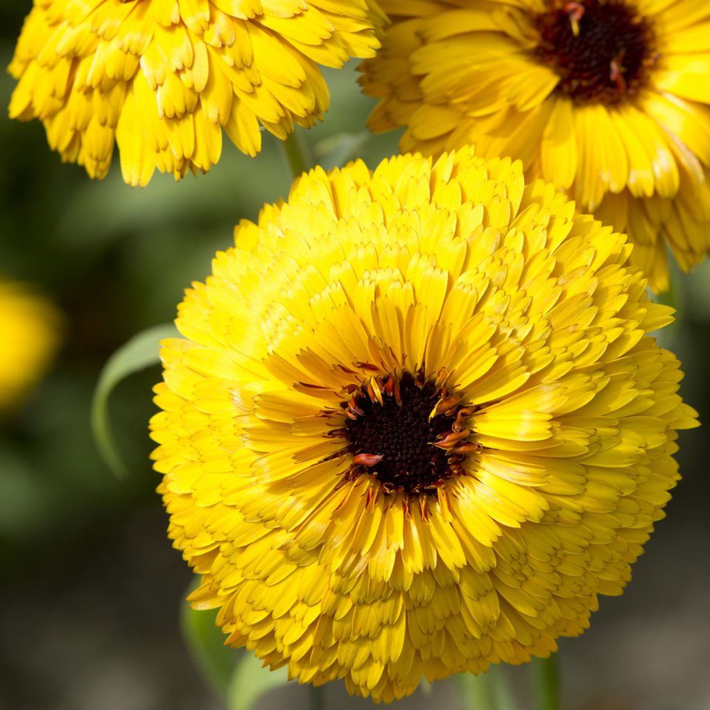 Calendula officinalis Bull's Eye