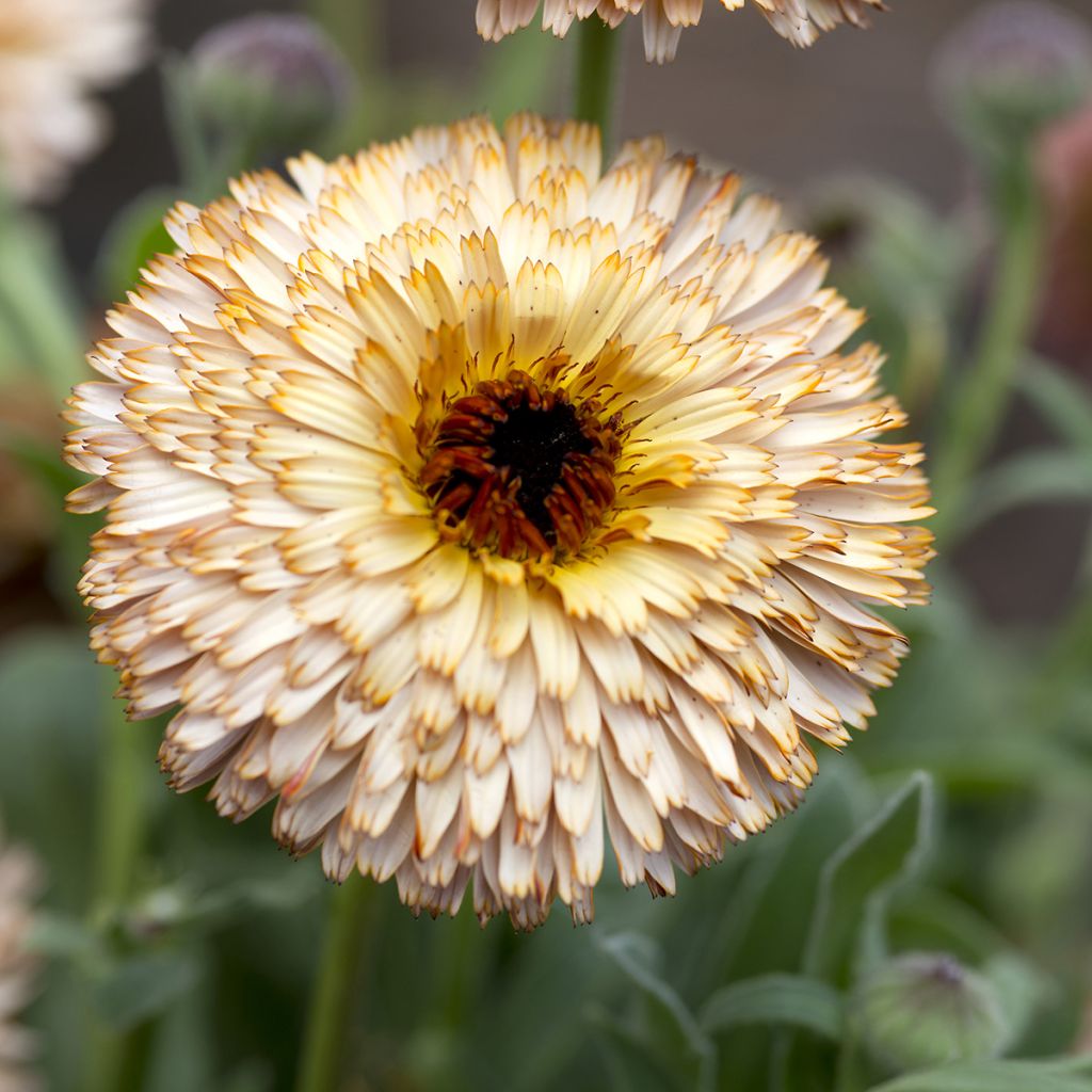 Calendula officinalis Pygmy Buff