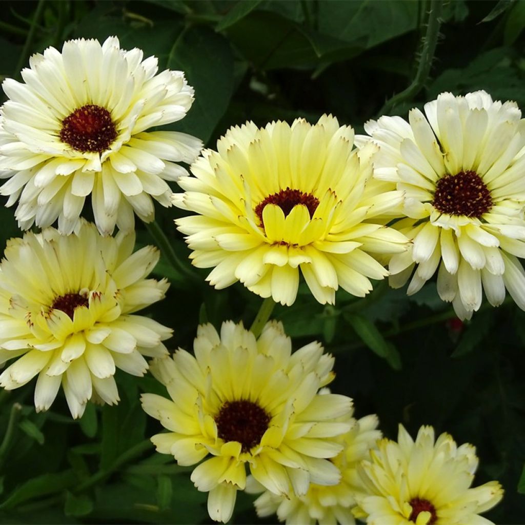 Calendula officinalis Snow Princess Seeds - Pot Marigold