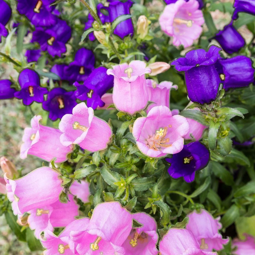 Campanula medium Double-Flowered - Canterbury Bells Seeds