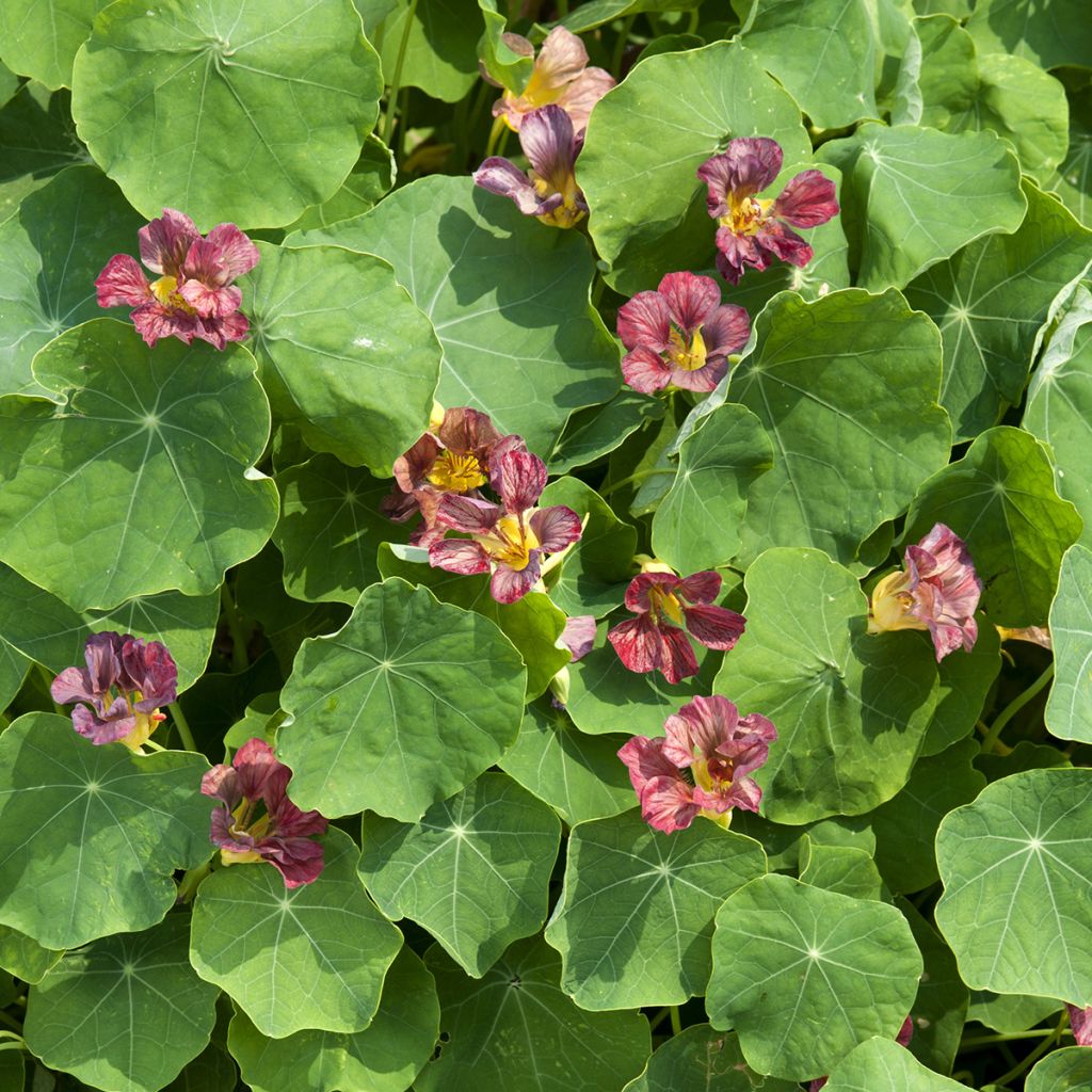 Tropaeolum Salmon Gleam - Trailing Nasturtium Seeds