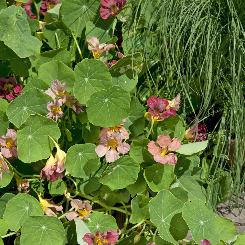 Tropaeolum Salmon Gleam - Trailing Nasturtium Seeds