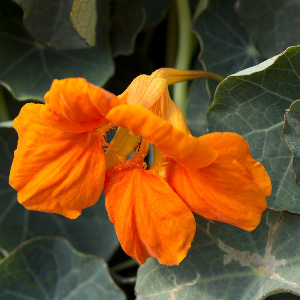 Tropaeolum Baby Orange - Dwarf Nasturtium Seeds