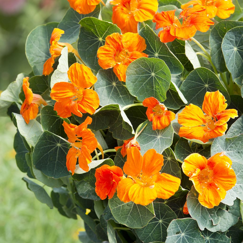 Tropaeolum Baby Orange - Dwarf Nasturtium Seeds