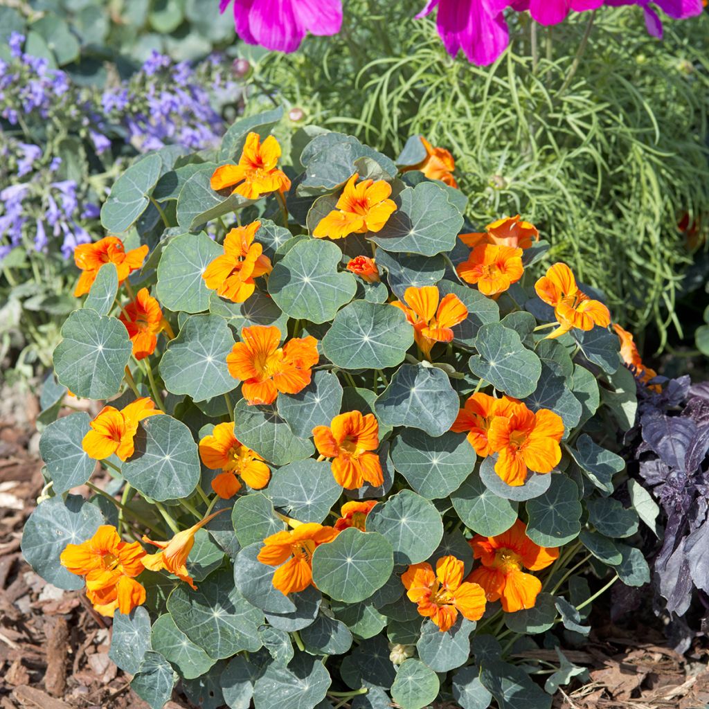 Tropaeolum Baby Orange - Dwarf Nasturtium Seeds