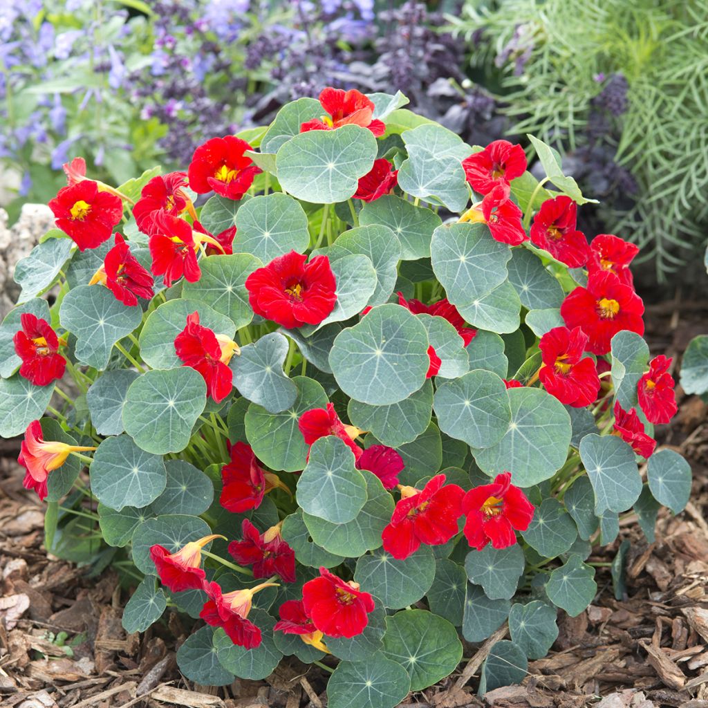 Tropaeolum Baby Red - Nasturtium