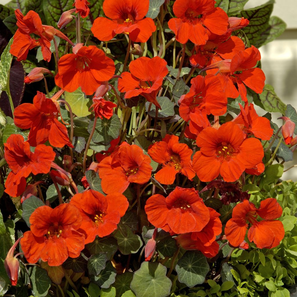 Tropaeolum Empress of India - Dwarf Nasturtium Organic Seeds