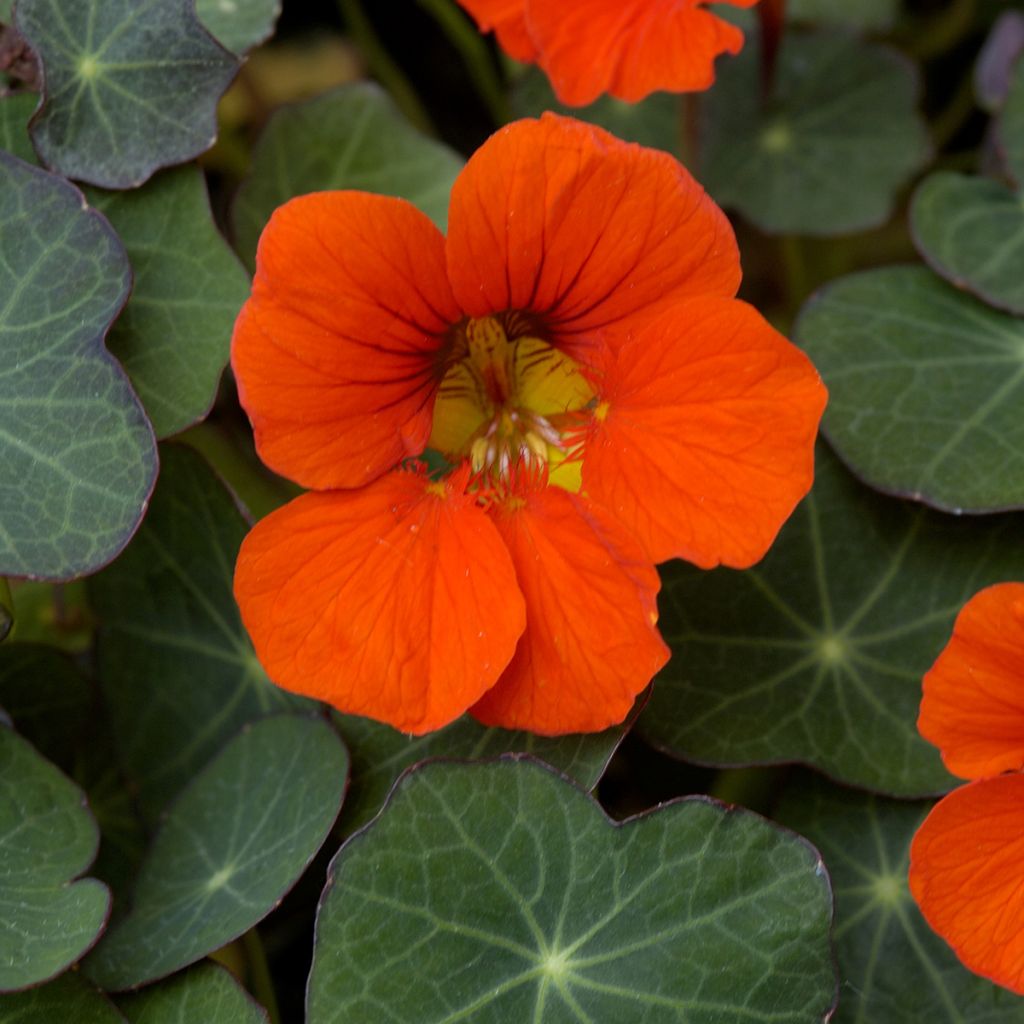 Tropaeolum Empress of India - Dwarf Nasturtium Organic Seeds