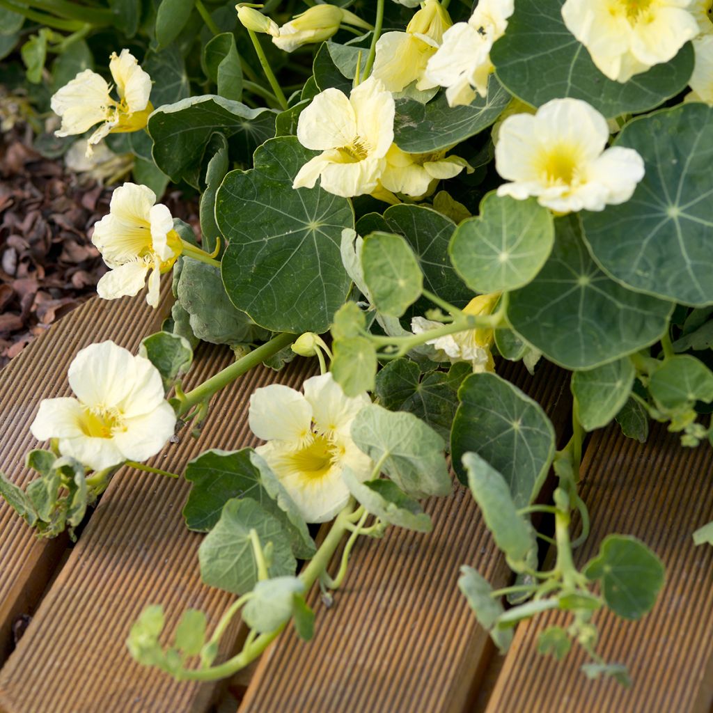 Tropaeolum majus Milkmaid - Nasturtium