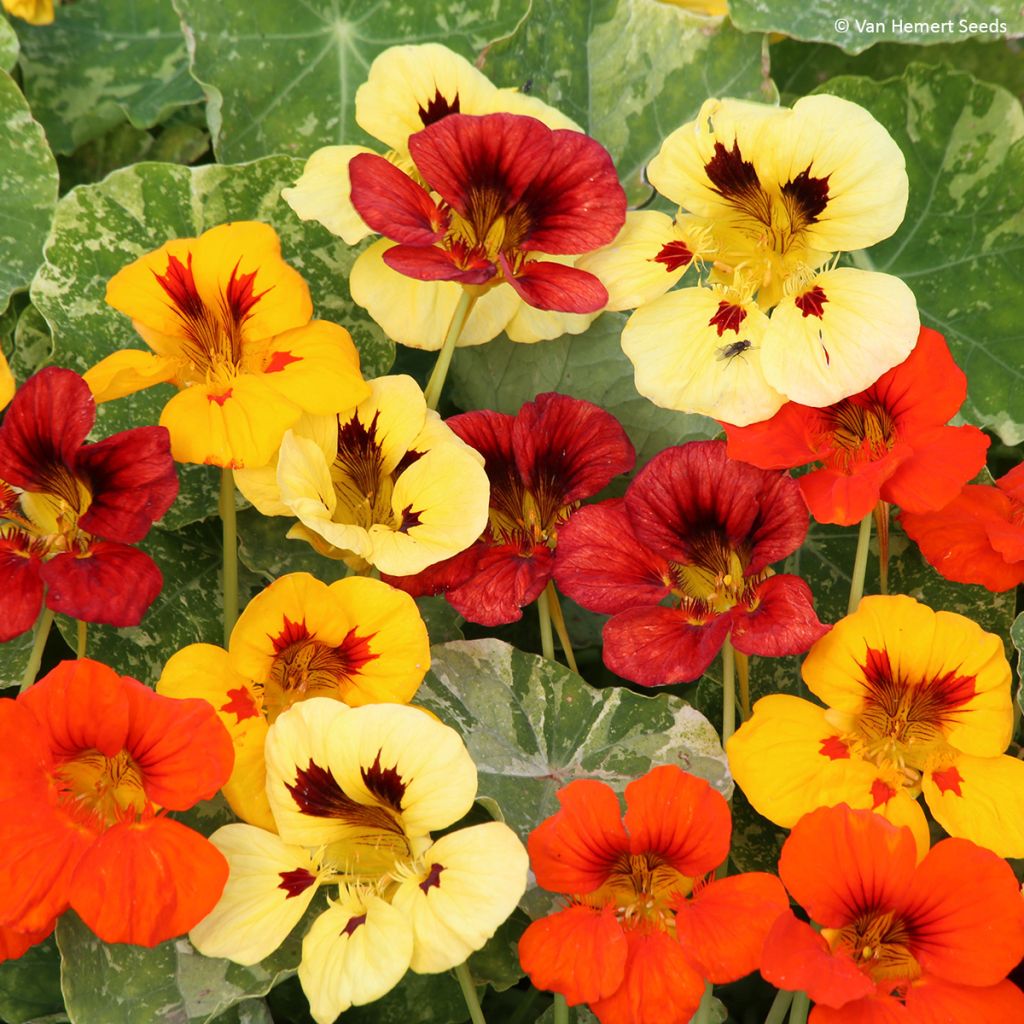 Tropaeolum majus Troika Mix - Nasturtium