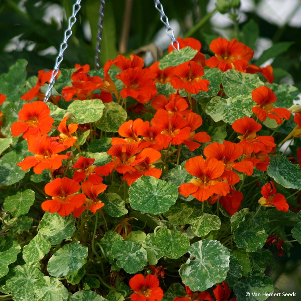 Tropaeolum Troika Orange - Nasturtium