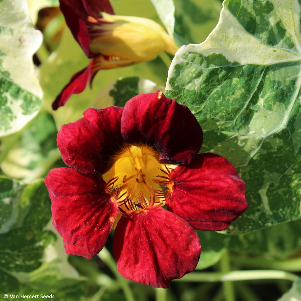 Tropaeolum Troika Velvet - Nasturtium