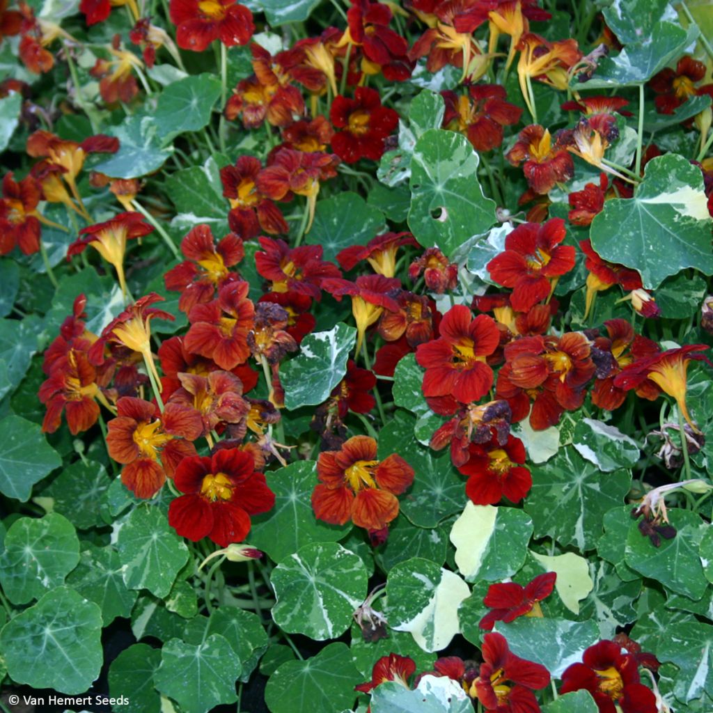 Tropaeolum Troika Velvet - Nasturtium