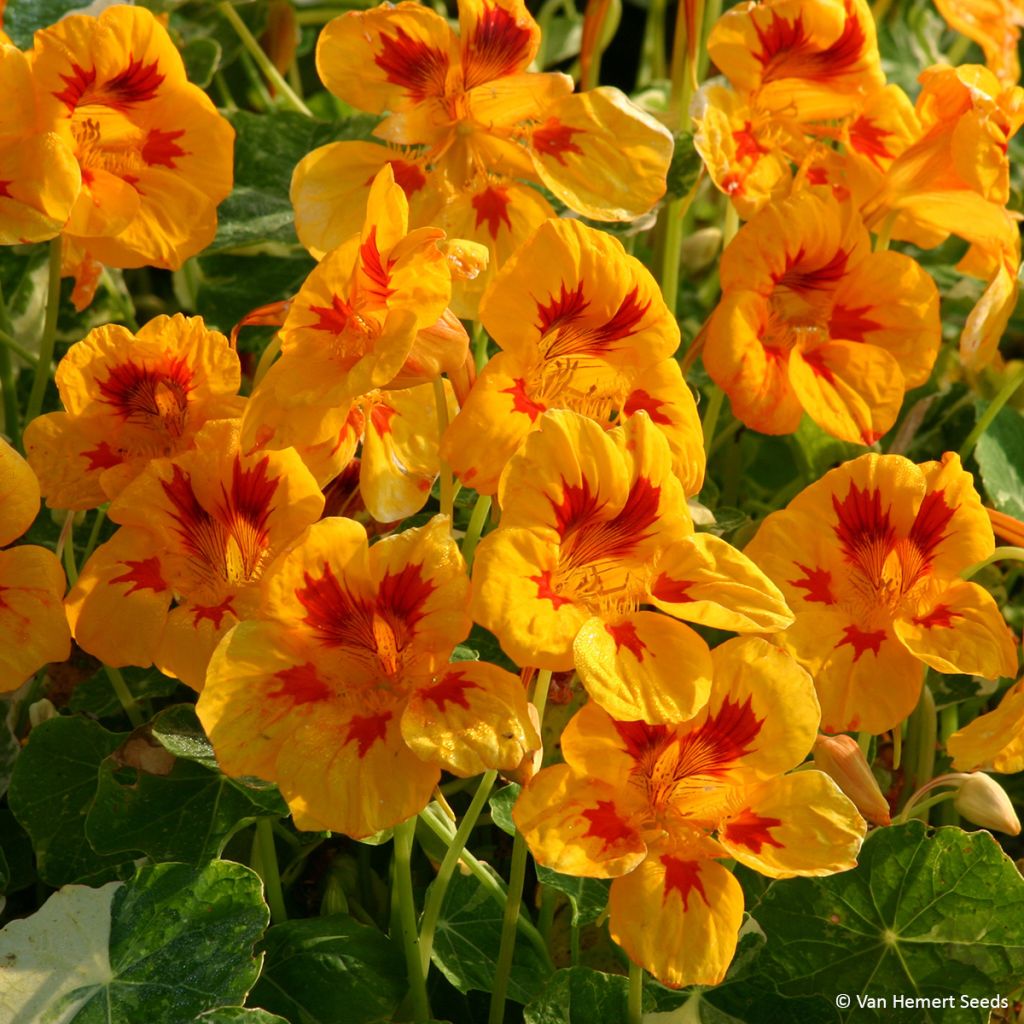 Tropaeolum Troika Yellow - Nasturtium