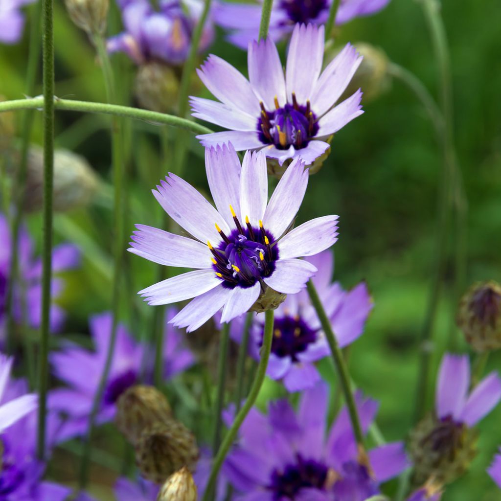 Catananche caerulea Amor Blue/White - Cupids dart seeds