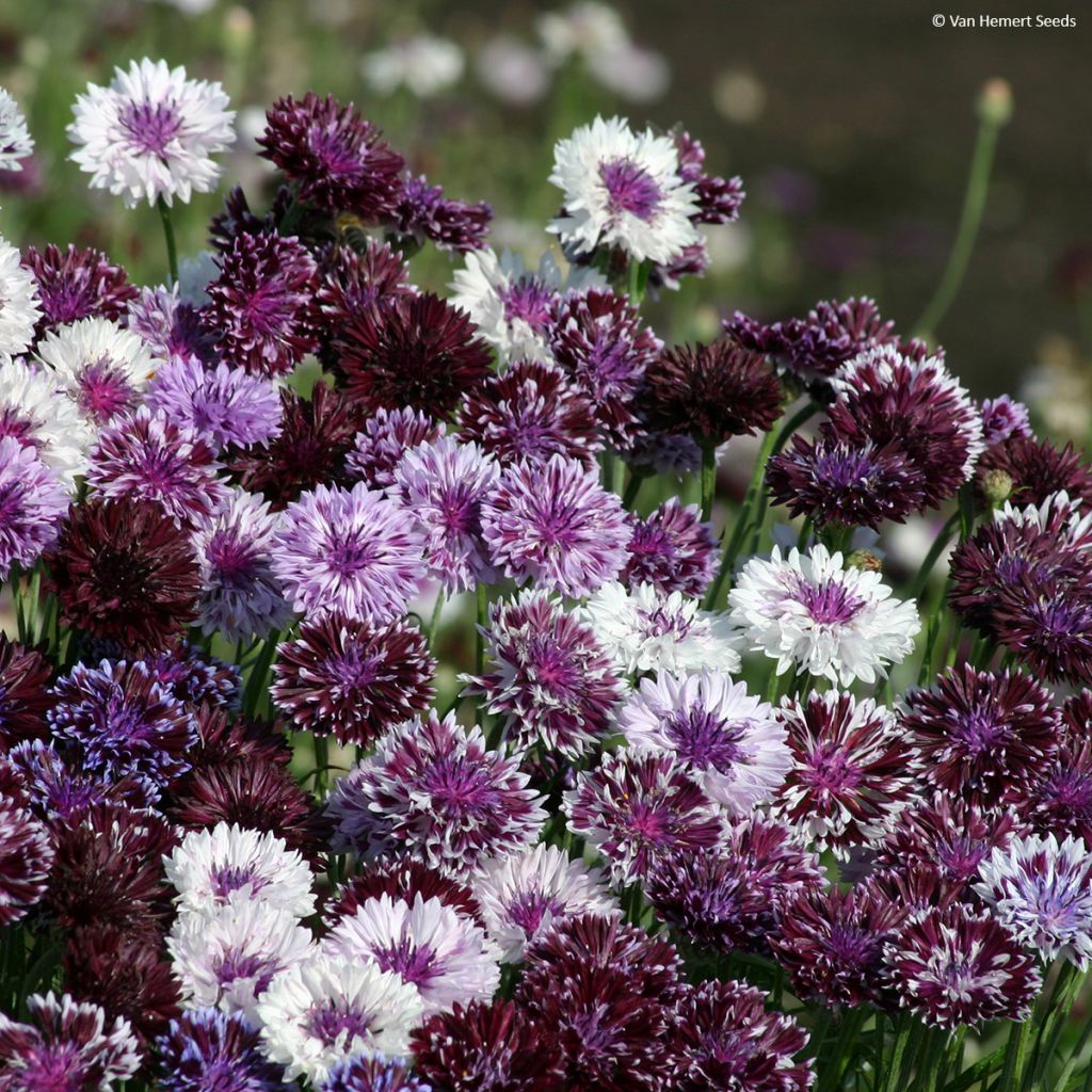 Cornflower Classic Magic Seeds - Centaurea cyanus