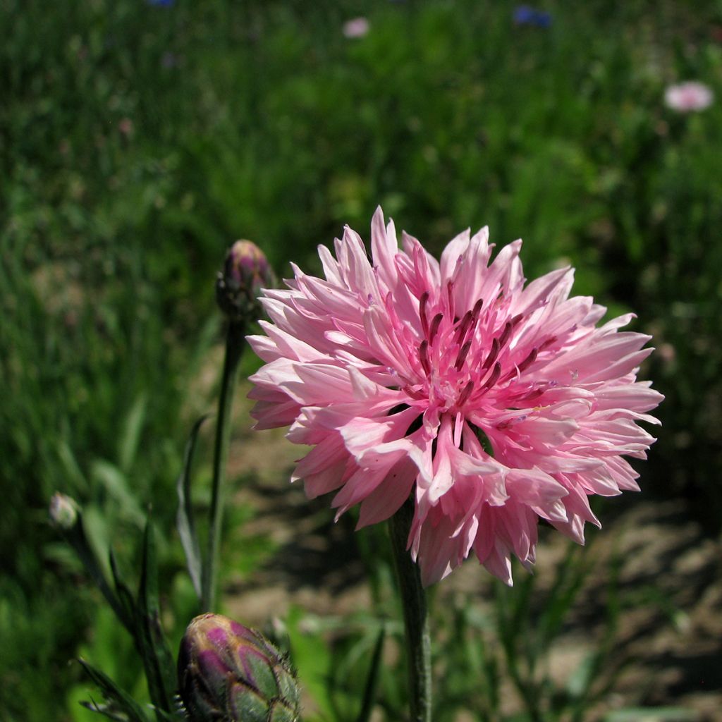 Centaurea cyanus Pinkie - Cornflower seeds