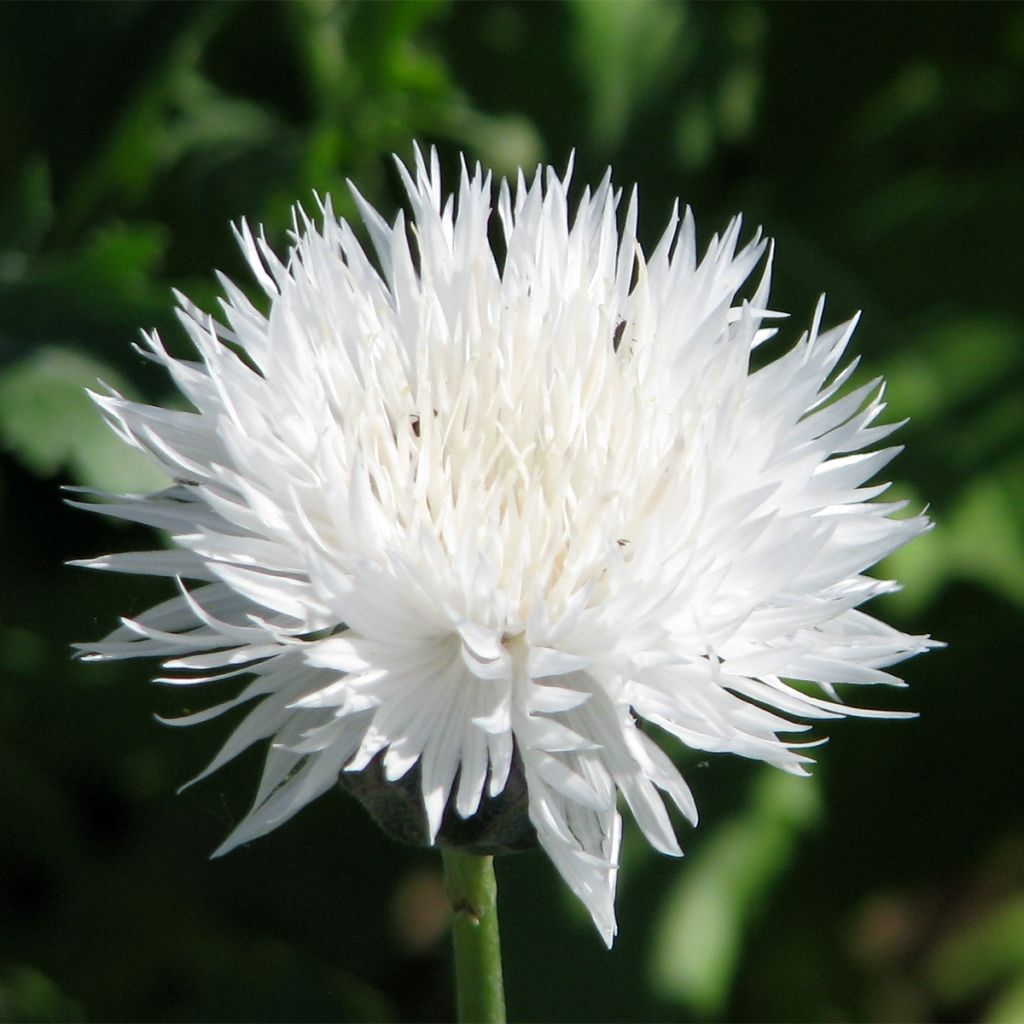 Graines de Centaurée moschata Alba pur white