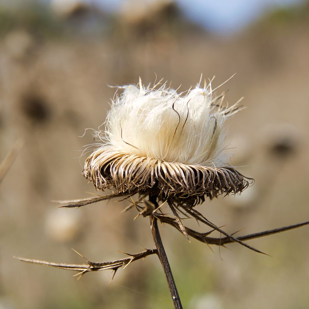 Silybum marianum - seeds