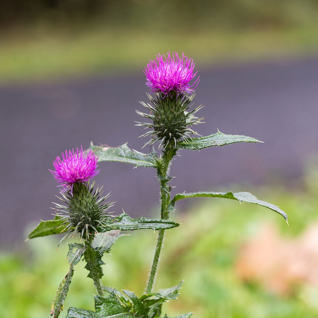 Silybum marianum - seeds