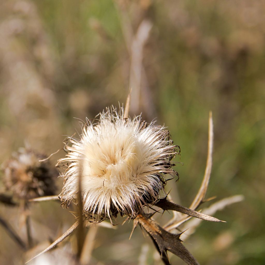 Silybum marianum - seeds