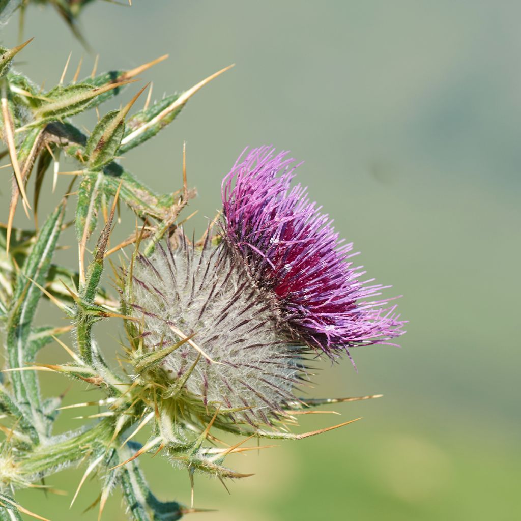 Silybum marianum - seeds