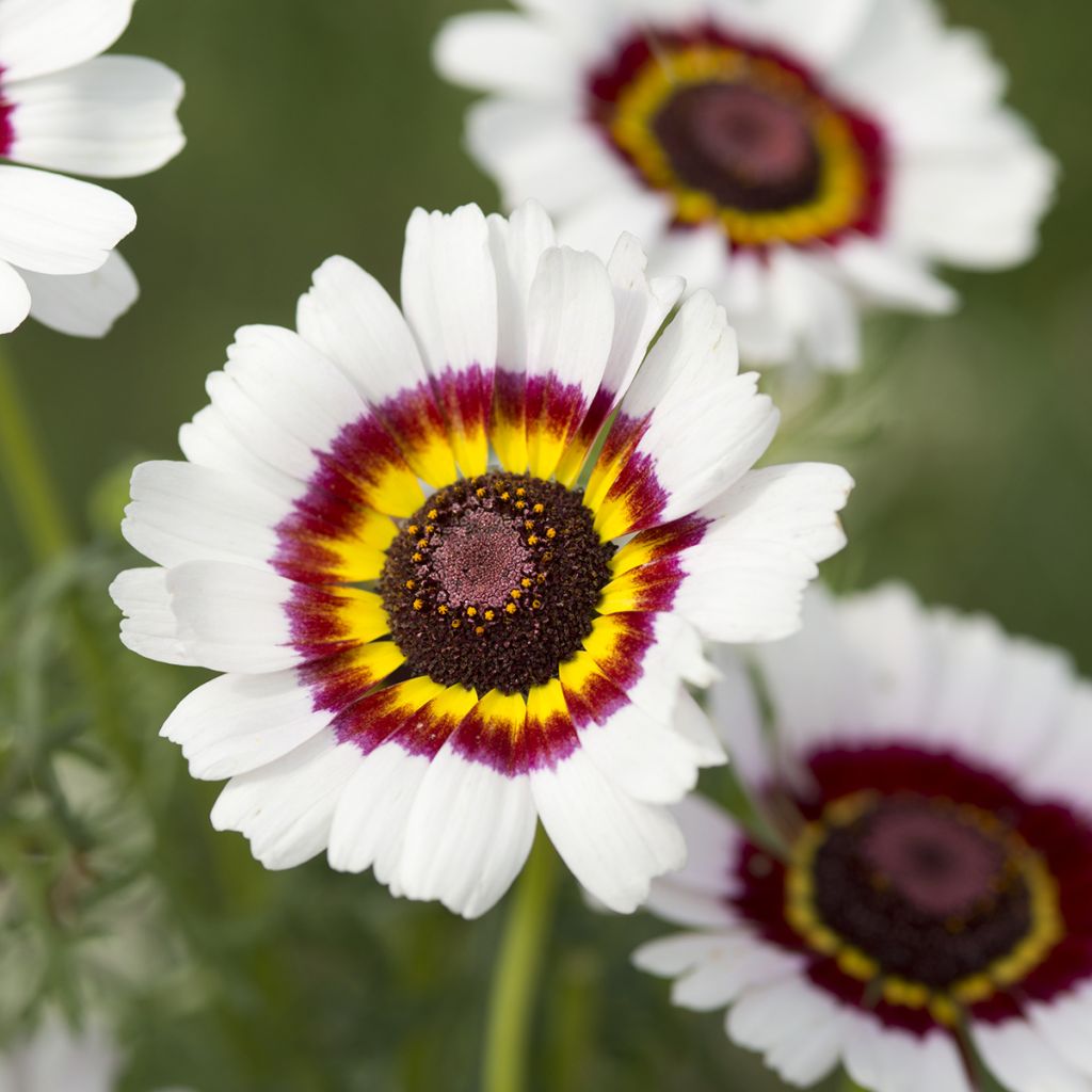 Chrysanthemum carinatum Cockade - Tricolour Daisy