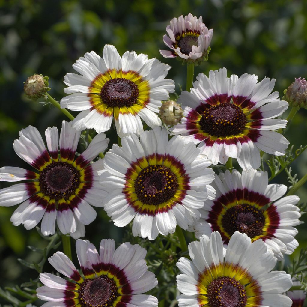 Chrysanthemum carinatum Cockade - Tricolour Daisy