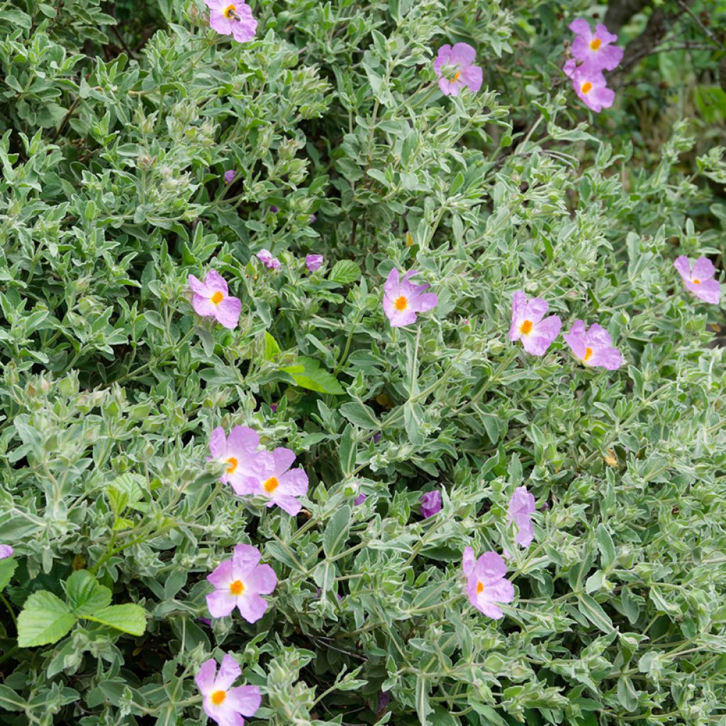 Cistus albidus - White-leaved rock rose