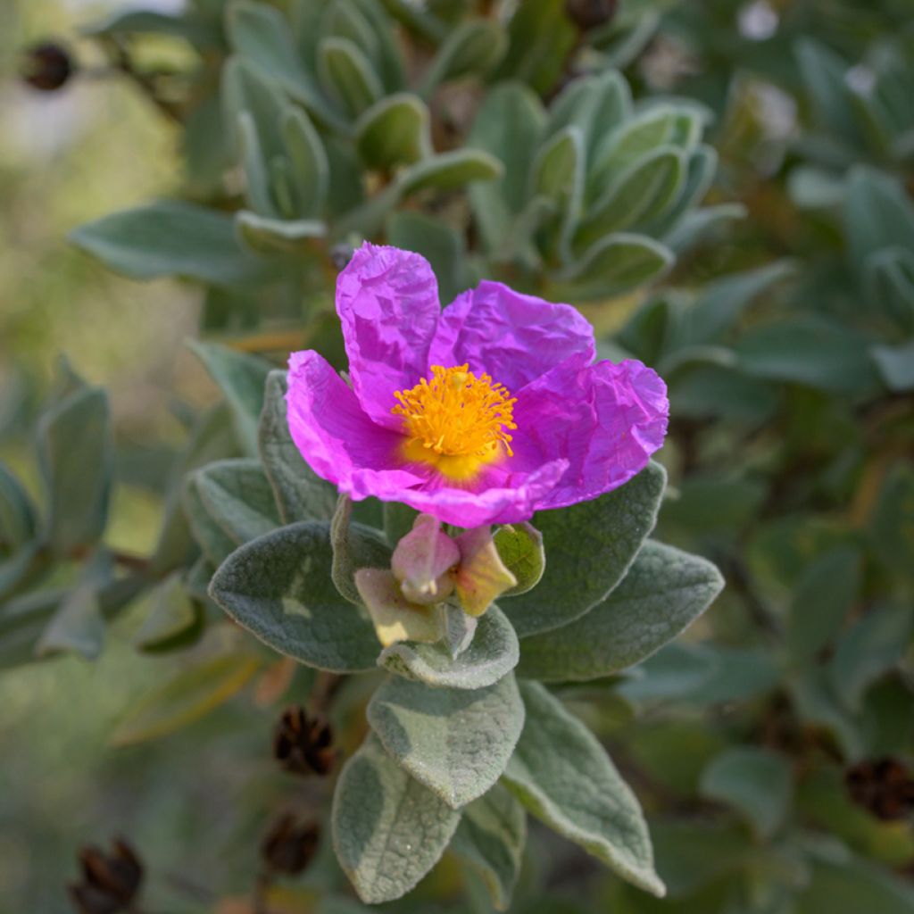 Cistus albidus - White-leaved rock rose