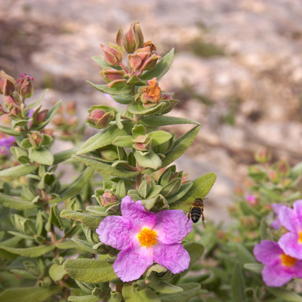 Cistus albidus - White-leaved rock rose