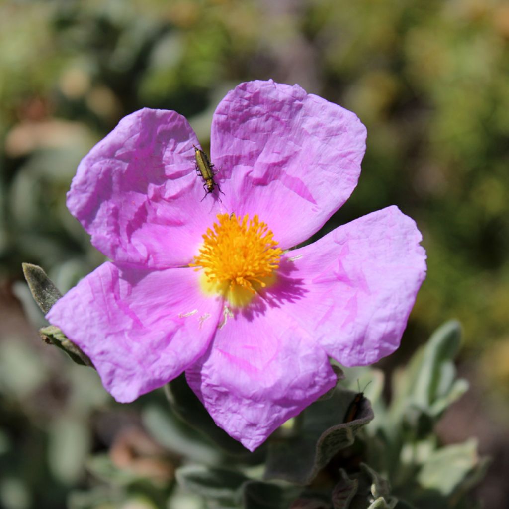 Cistus albidus - White-leaved rock rose