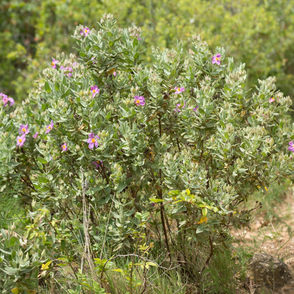 Cistus albidus - White-leaved rock rose