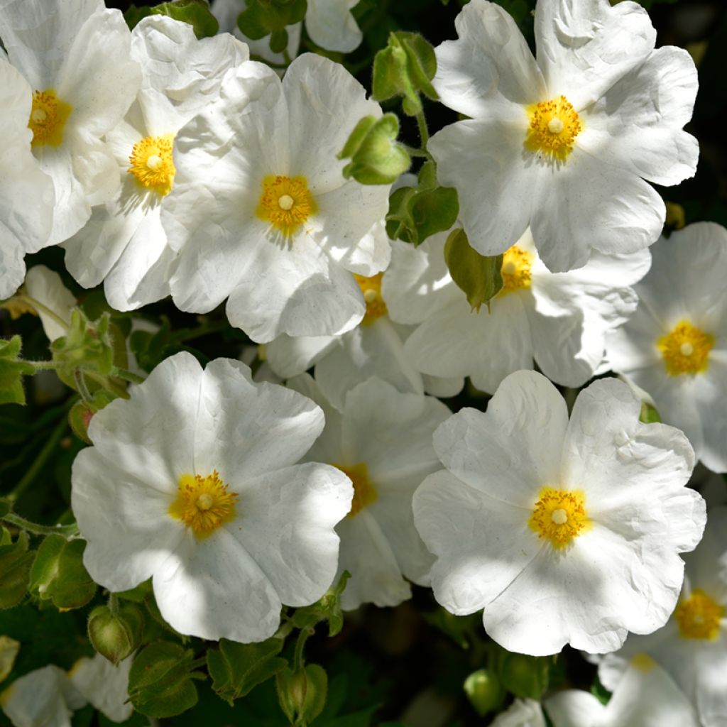 Cistus monspeliensis seeds - Montpelier rock rose